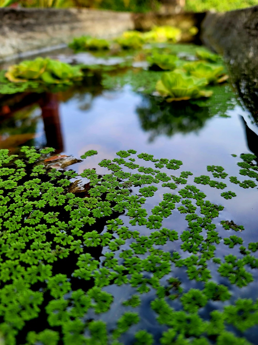 a pond filled with lots of green plants