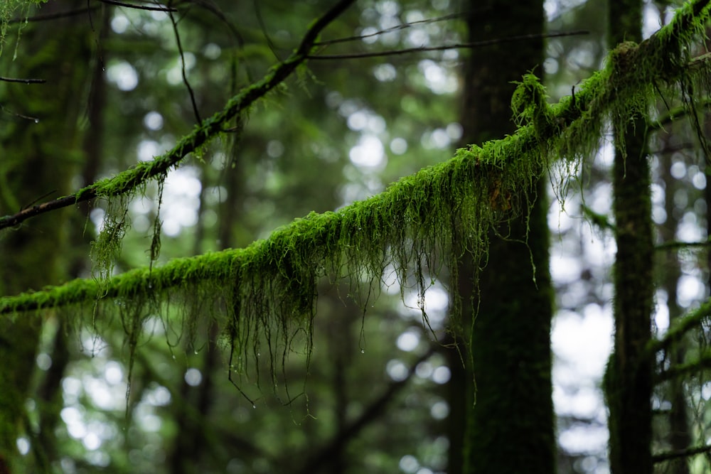 moss growing on a tree branch in a forest