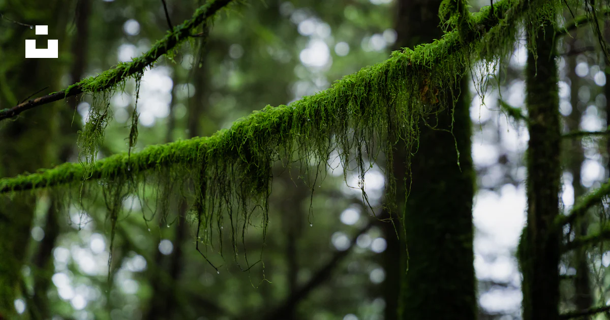 Moss growing on a tree branch in a forest photo – Free Canada Image on ...