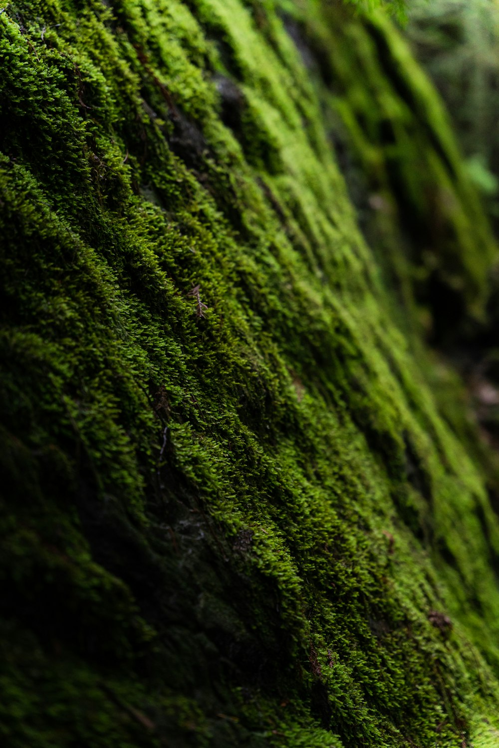 a close up of a moss covered wall