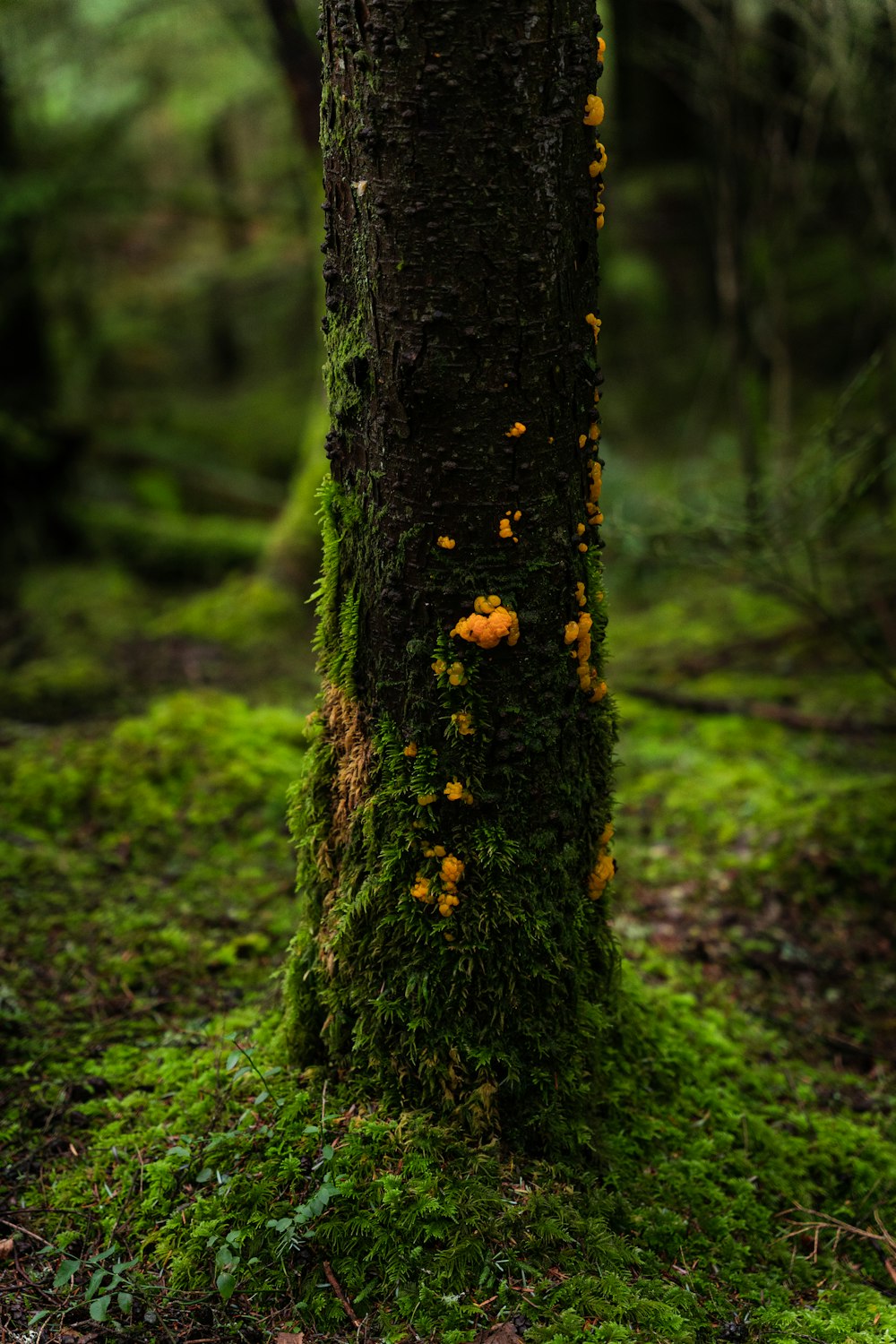 Un tronco de árbol cubierto de musgo en un bosque