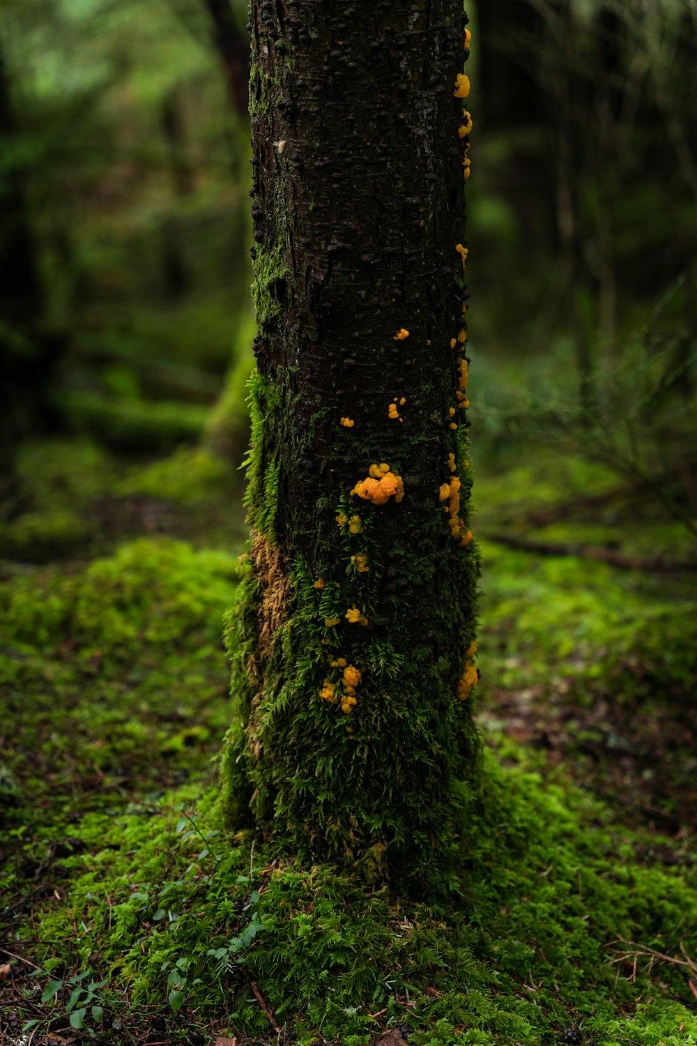 a moss covered tree trunk in a forest