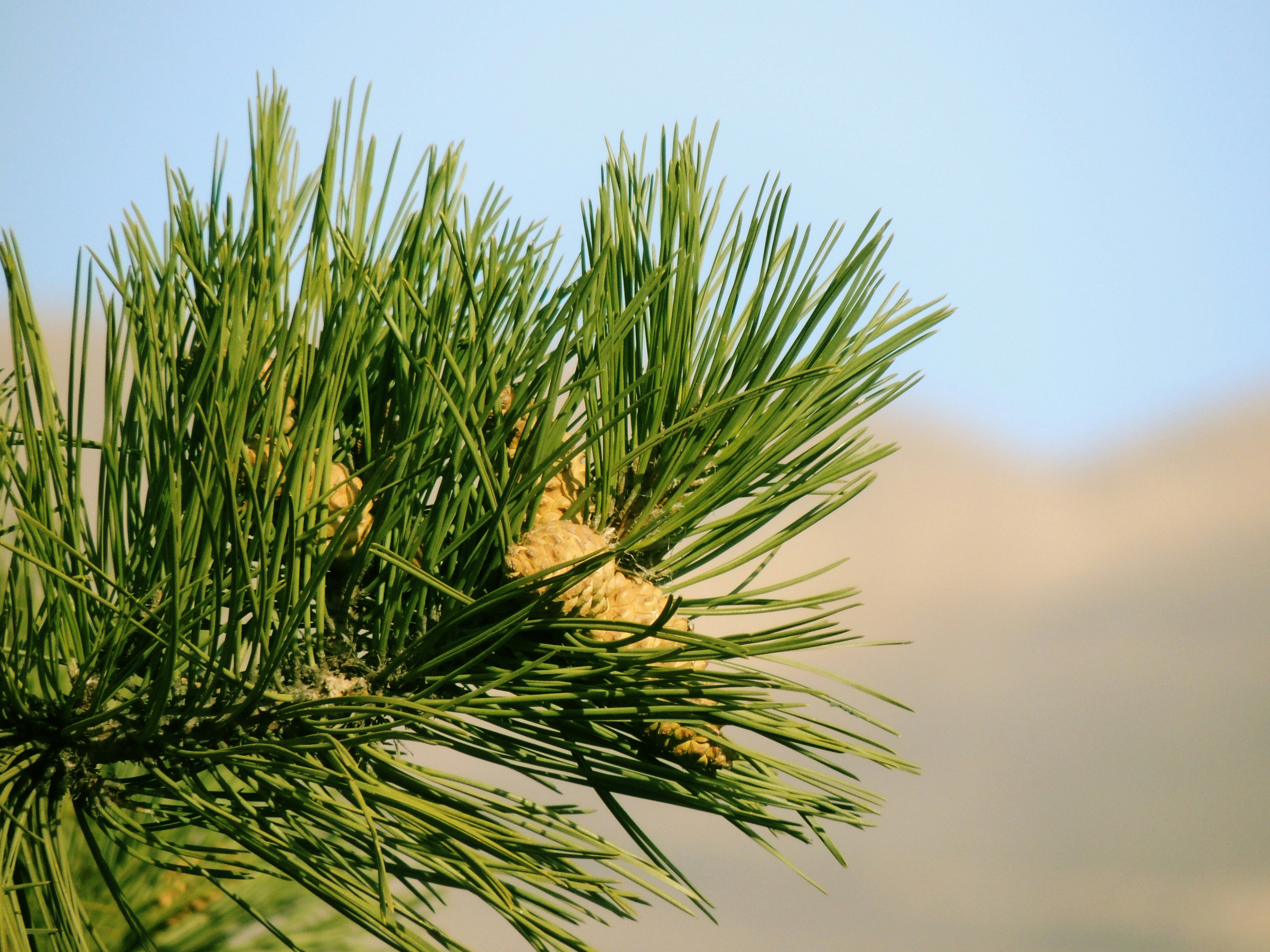 Scientific Insights from a Living Laboratory (image credits: unsplash)