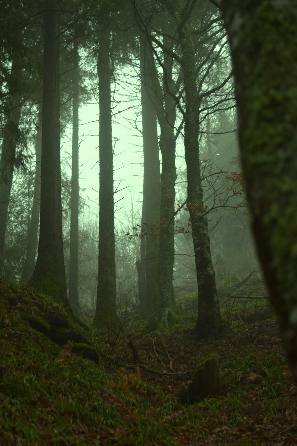 a forest filled with lots of trees covered in fog