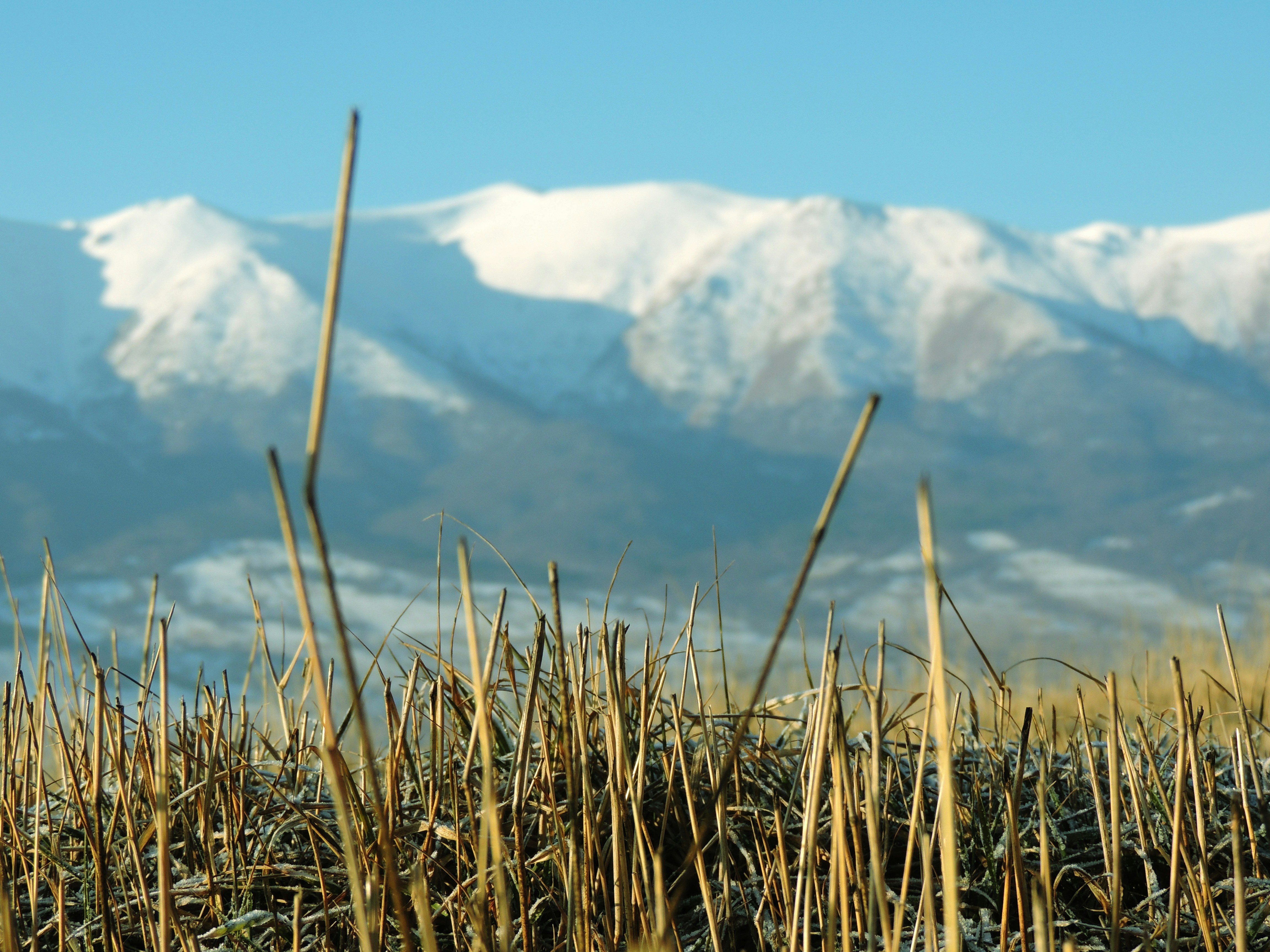 a field with snow covered mountains in the background