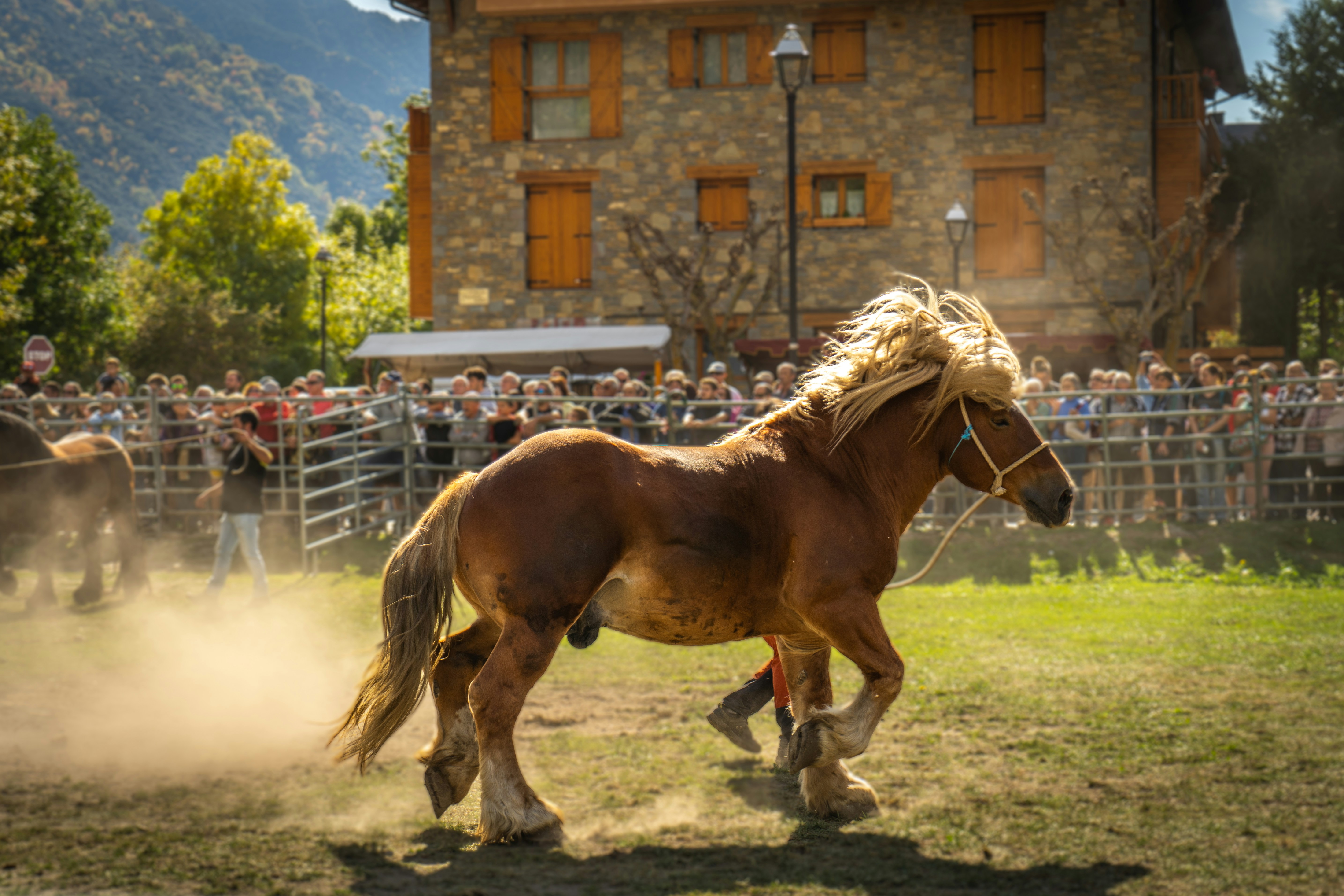 a horse that is standing in the dirt