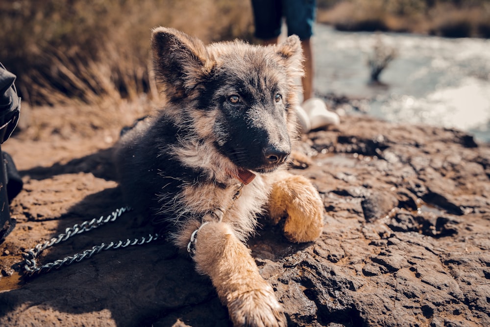 a dog laying on the ground with a chain around it's neck