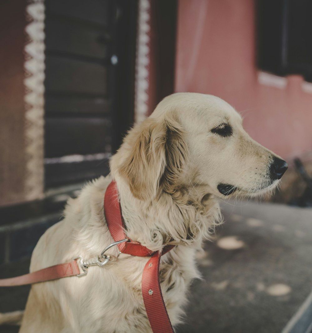 a white dog with a red leash standing on a sidewalk