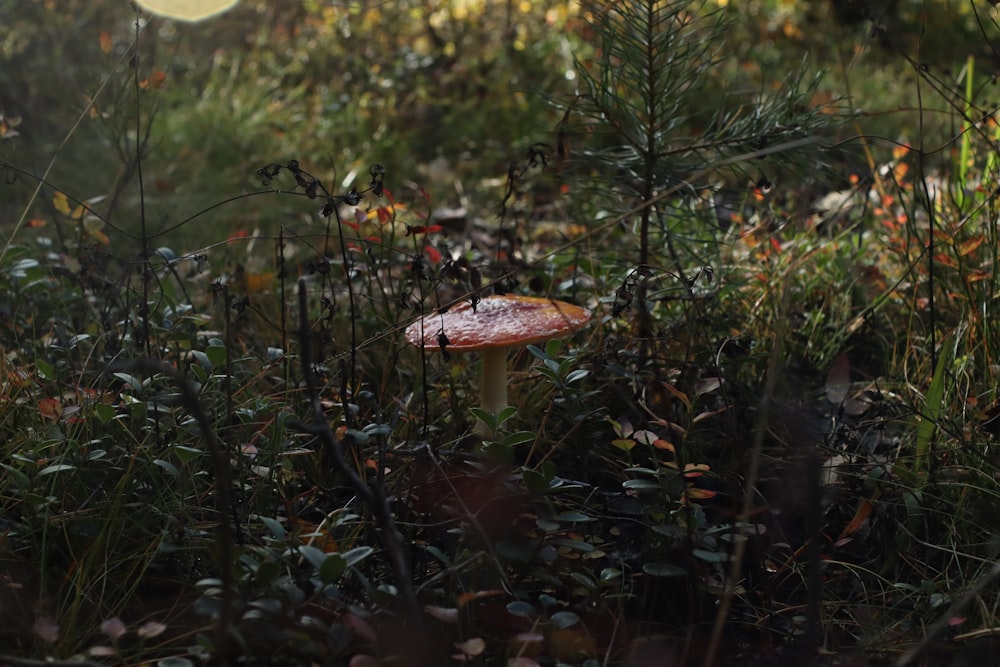 a mushroom in the middle of a forest