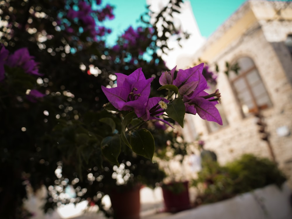 purple flowers in a pot outside of a building