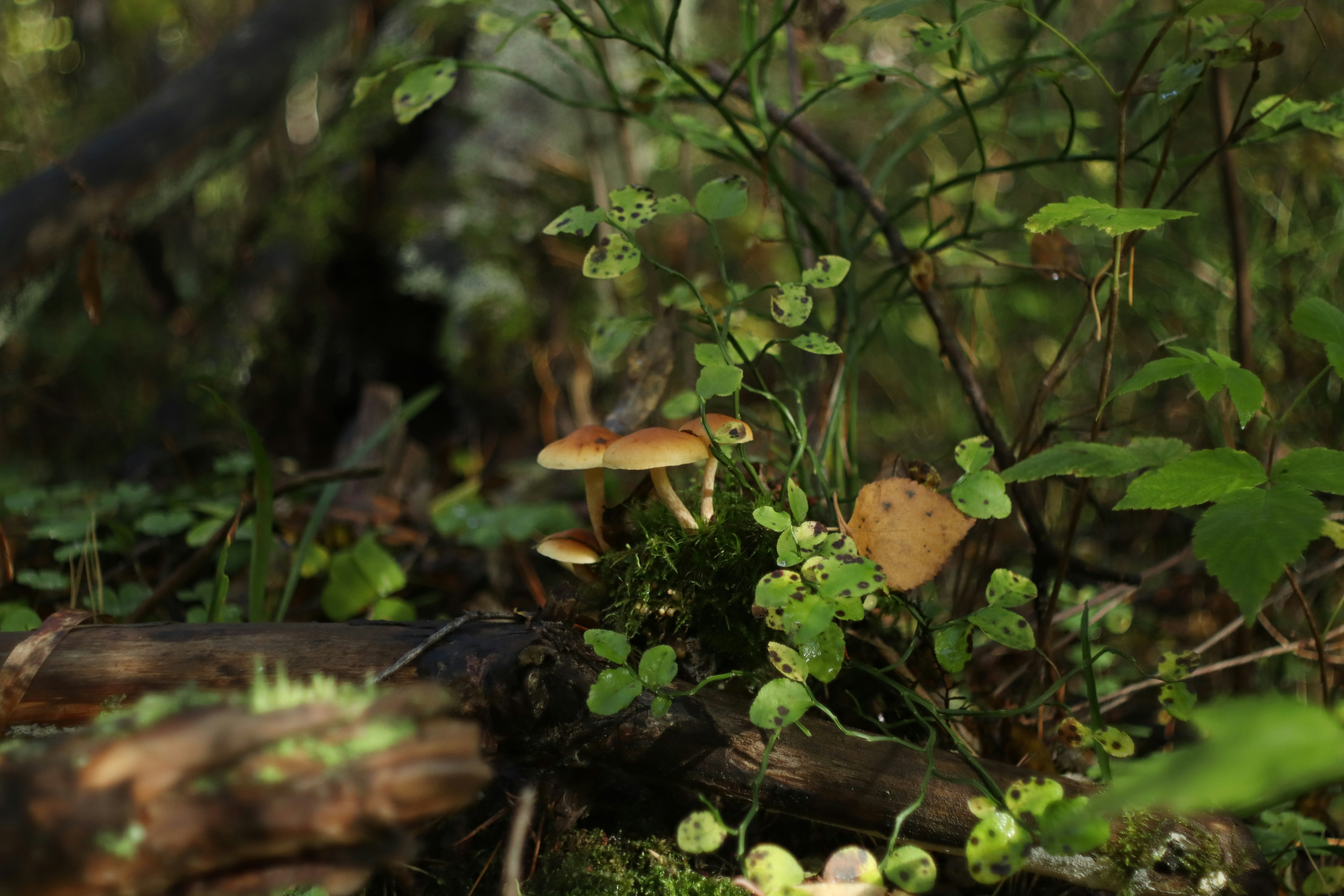 Photo by makakakakala