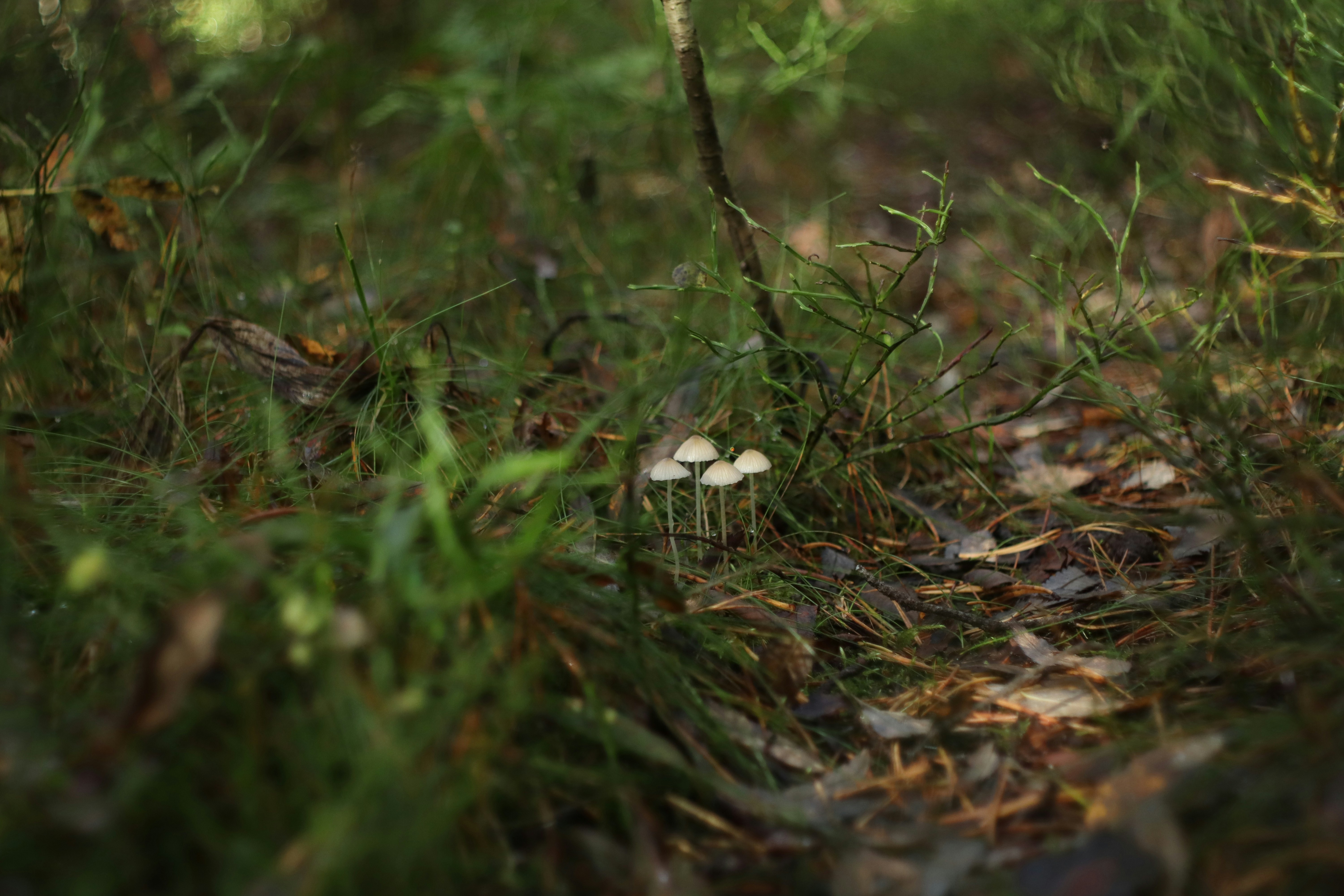 Photo by makakakakala