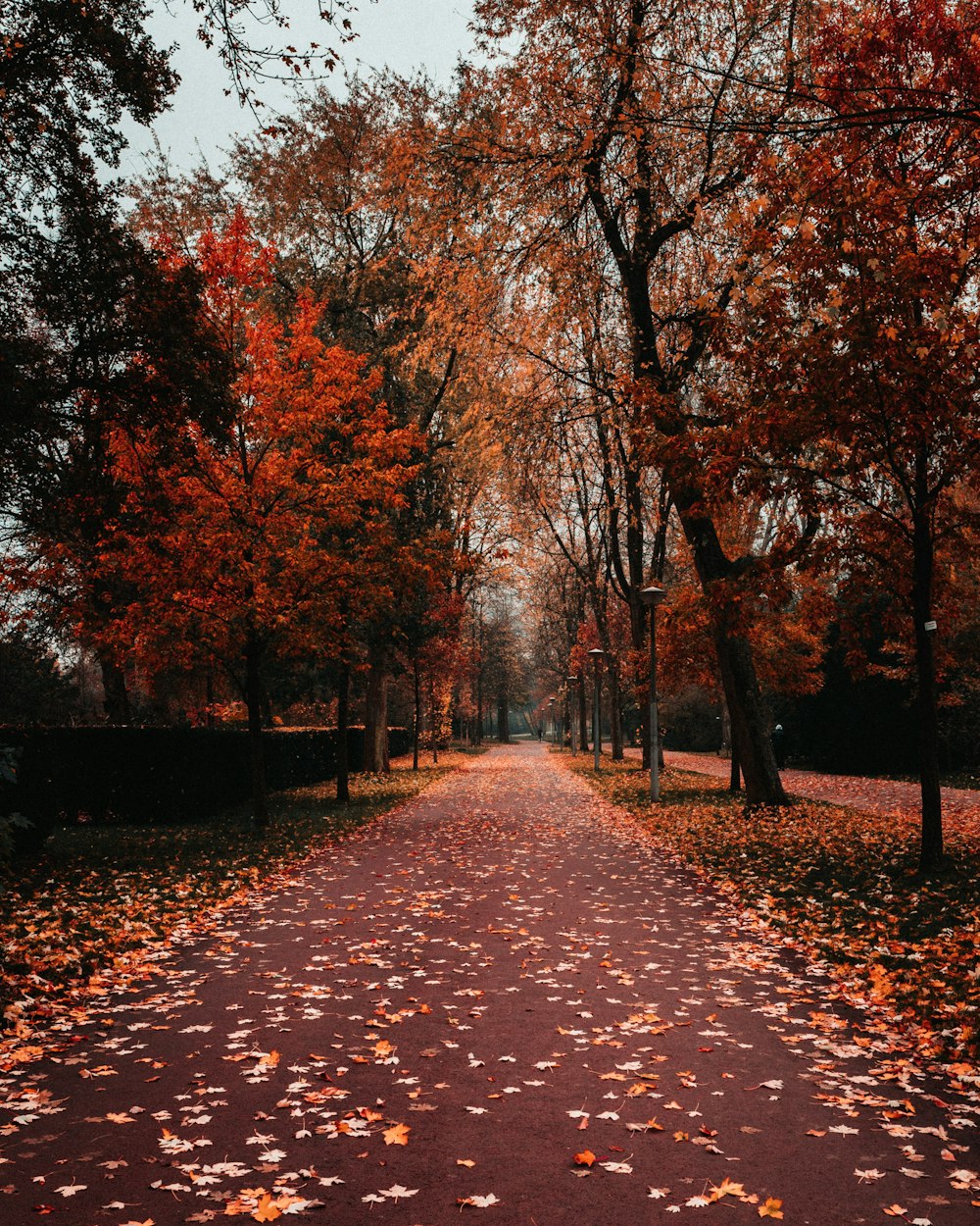 Ein Weg in einem Park mit vielen Blättern auf dem Boden