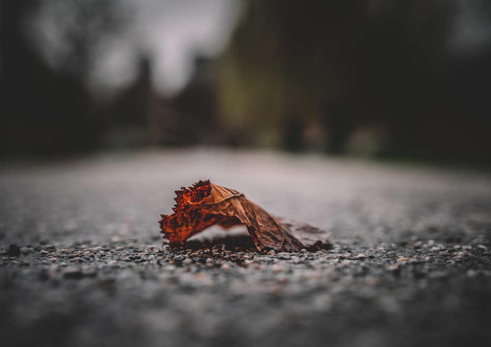 a dead leaf on the side of a road