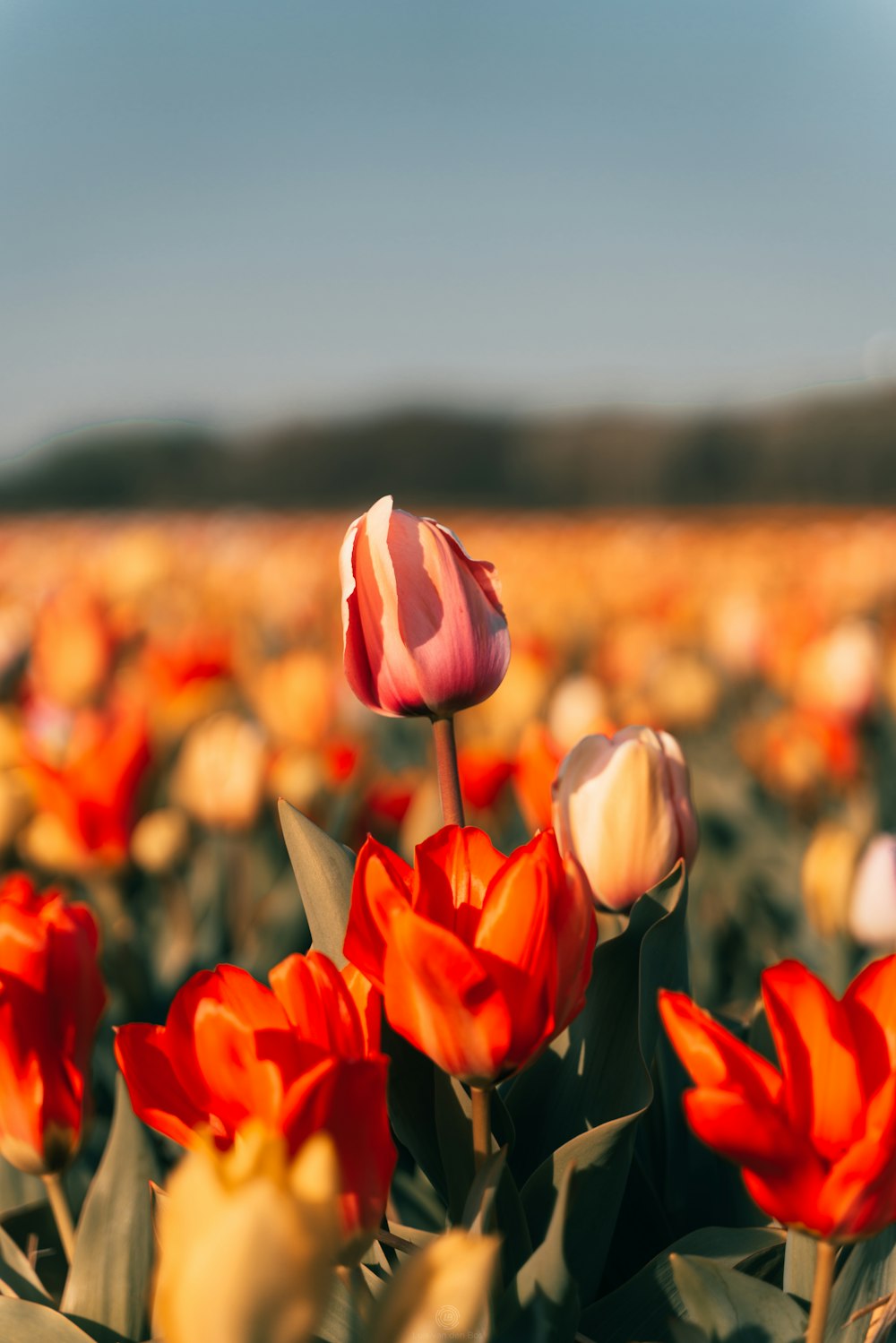 a field full of red and white tulips