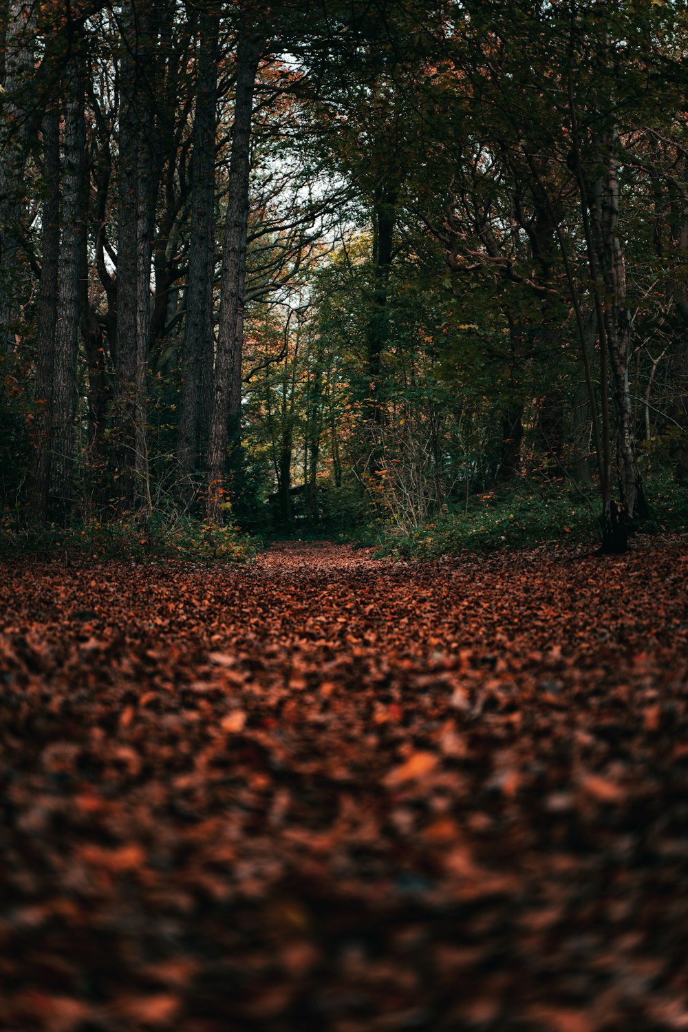 地面にたくさんの葉がある森の真ん中の小道