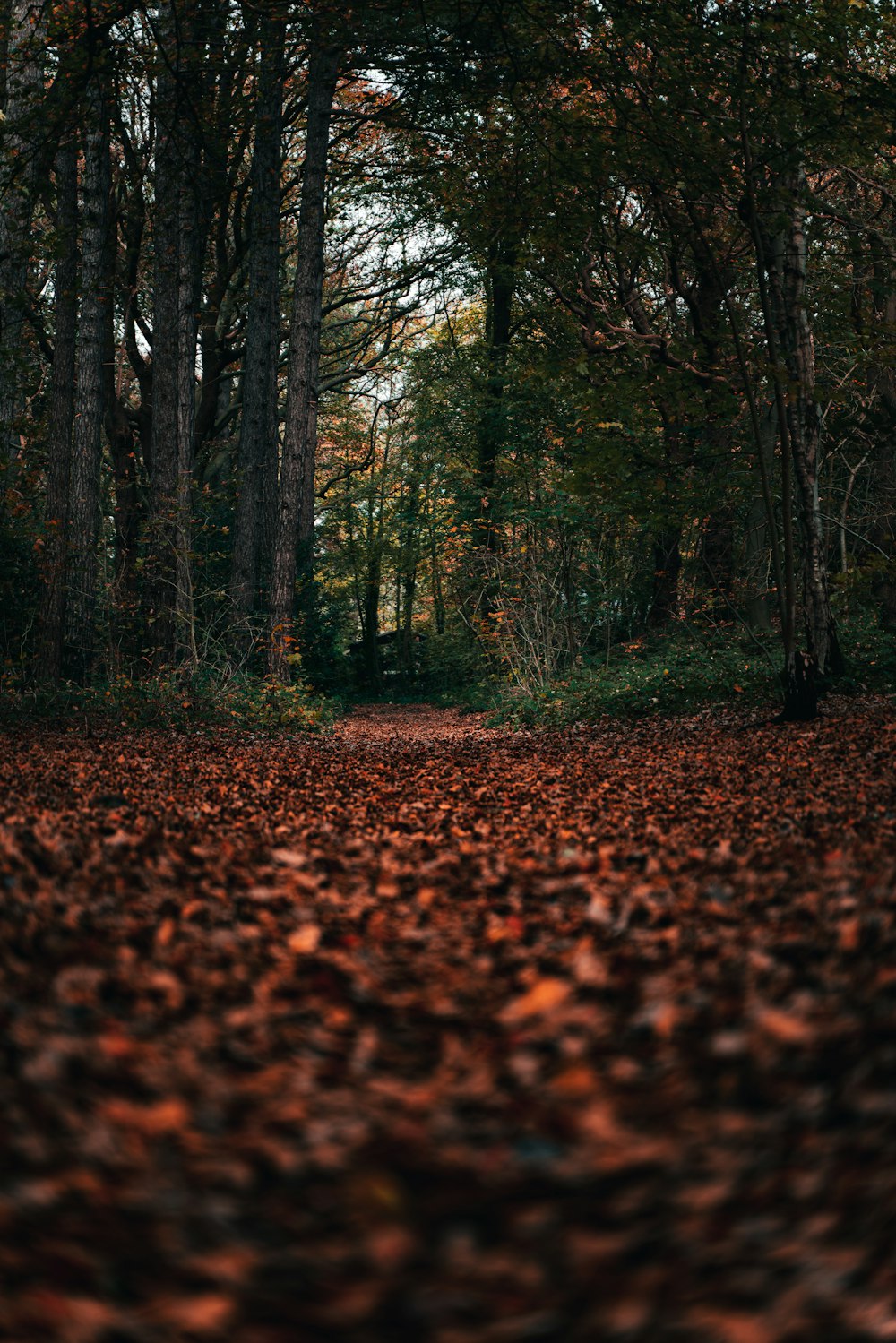 a path in the middle of a forest with lots of leaves on the ground