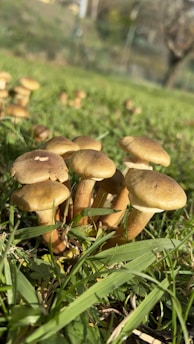 A cluster of brown mushrooms growing among fresh green grass. The mushrooms have rounded caps and slender stems, set against a blurred natural background with hints of trees.