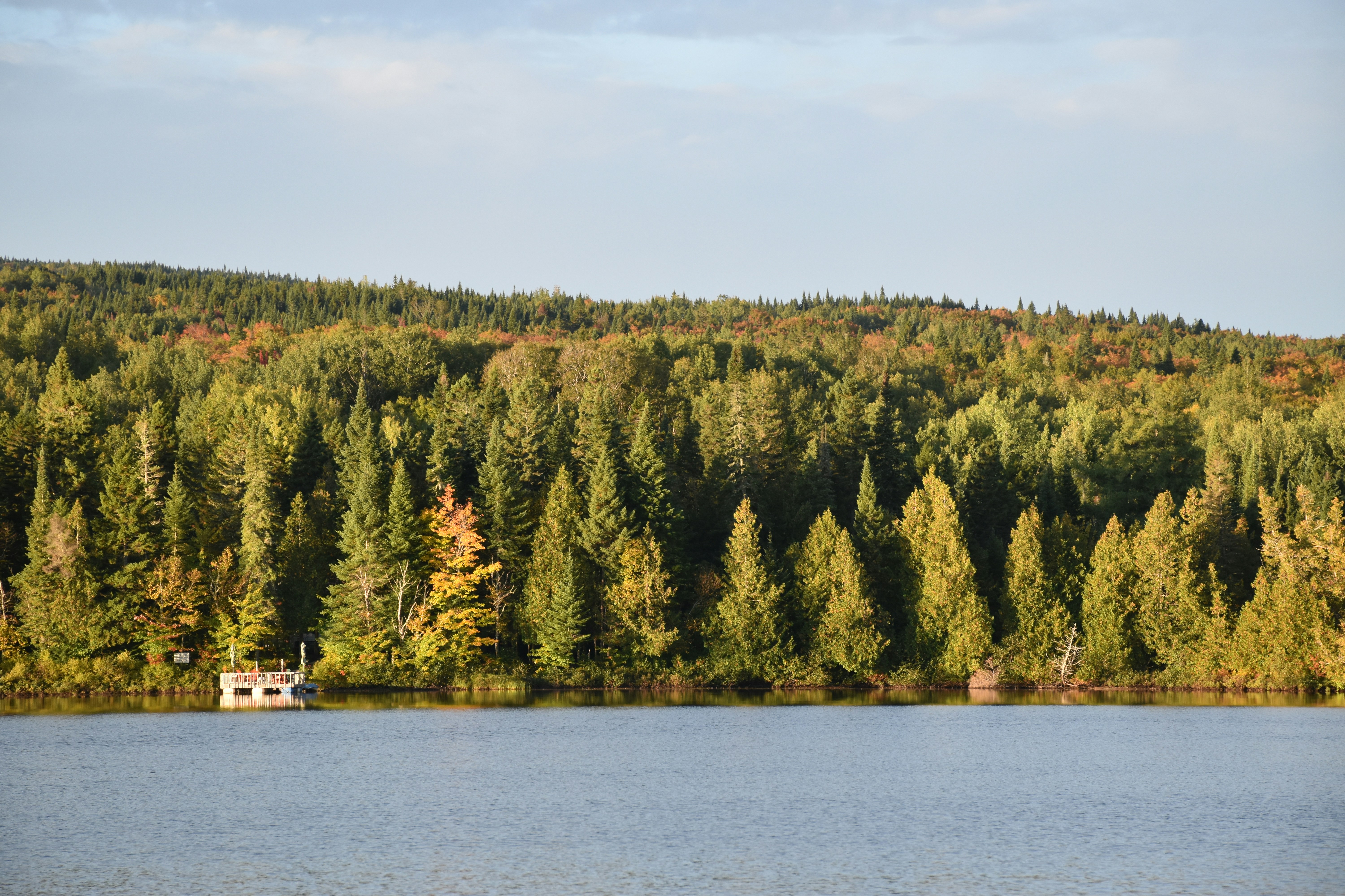 a body of water surrounded by a forest