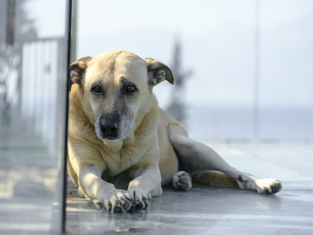 a dog laying on the ground next to a glass door