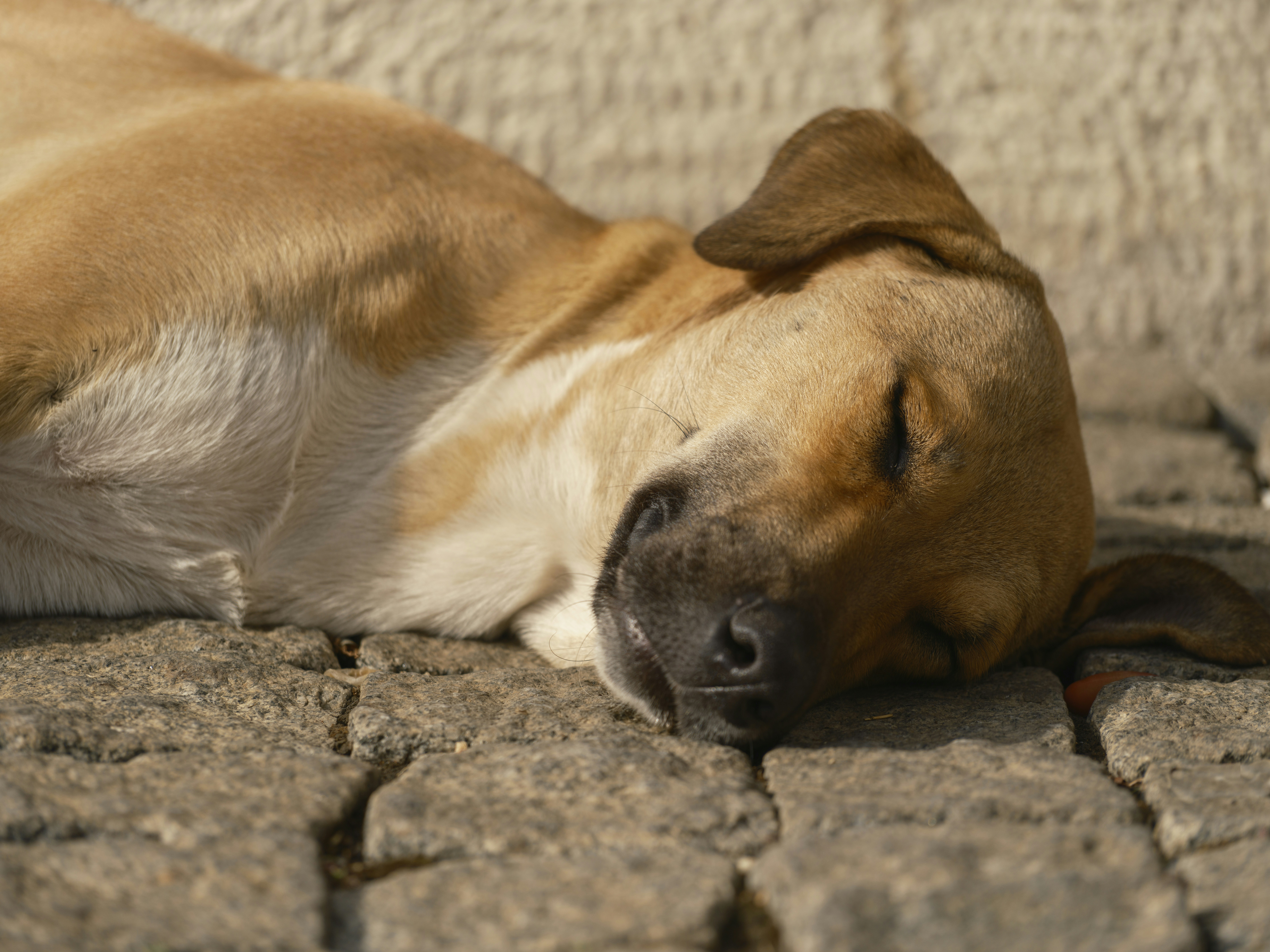 Les positions de sommeil les plus bizarres de mon chien 🐶, image size:3000x2250