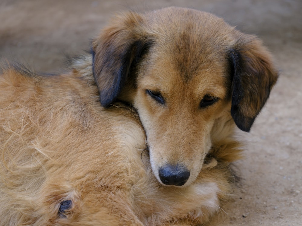 a brown dog laying on top of a sandy ground