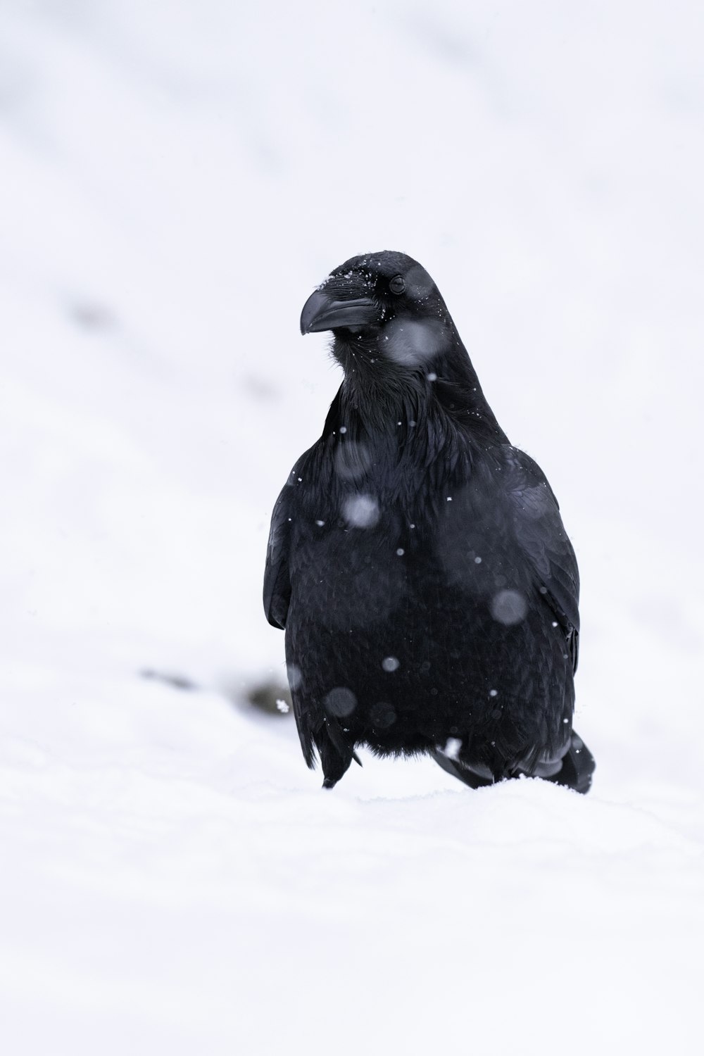a large black bird sitting on top of a snow covered ground