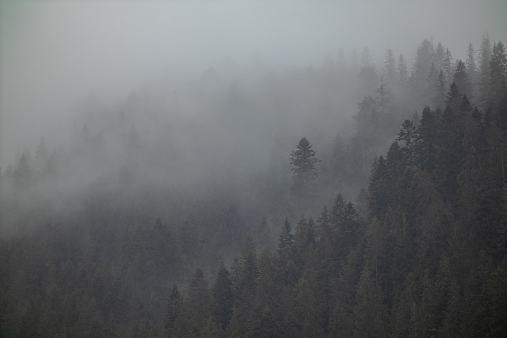 a forest covered in fog and low lying trees