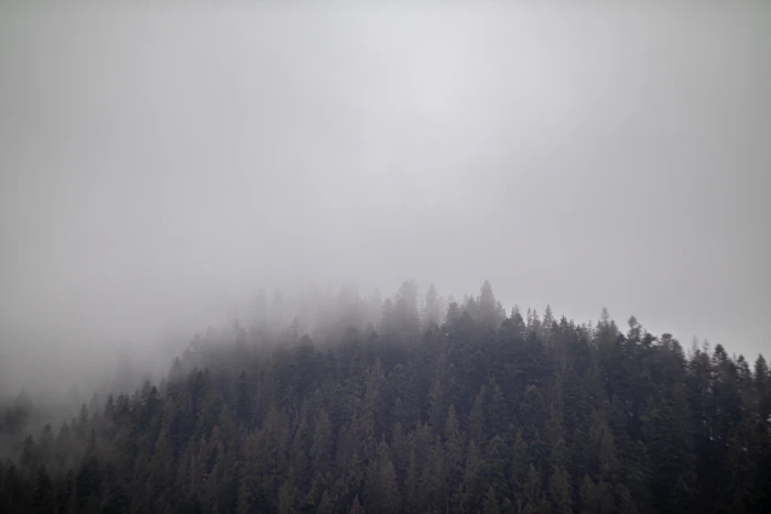 Mountain covered in fog and trees