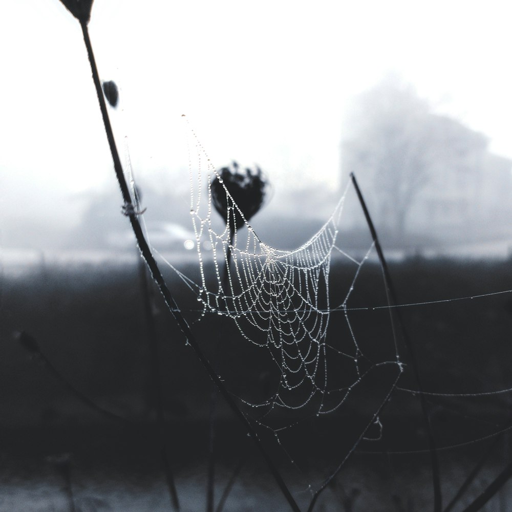 Ein Spinnennetz hängt an einer Pflanze