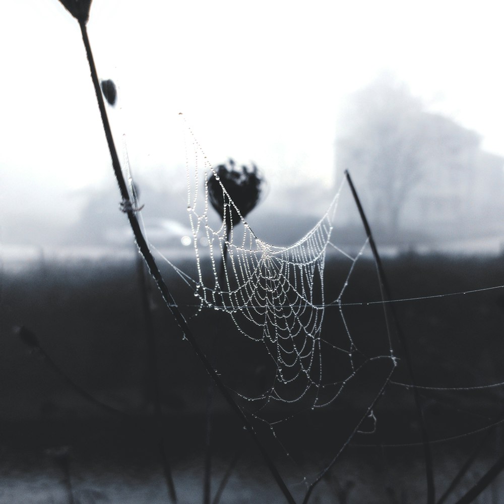 a spider web is hanging from a plant