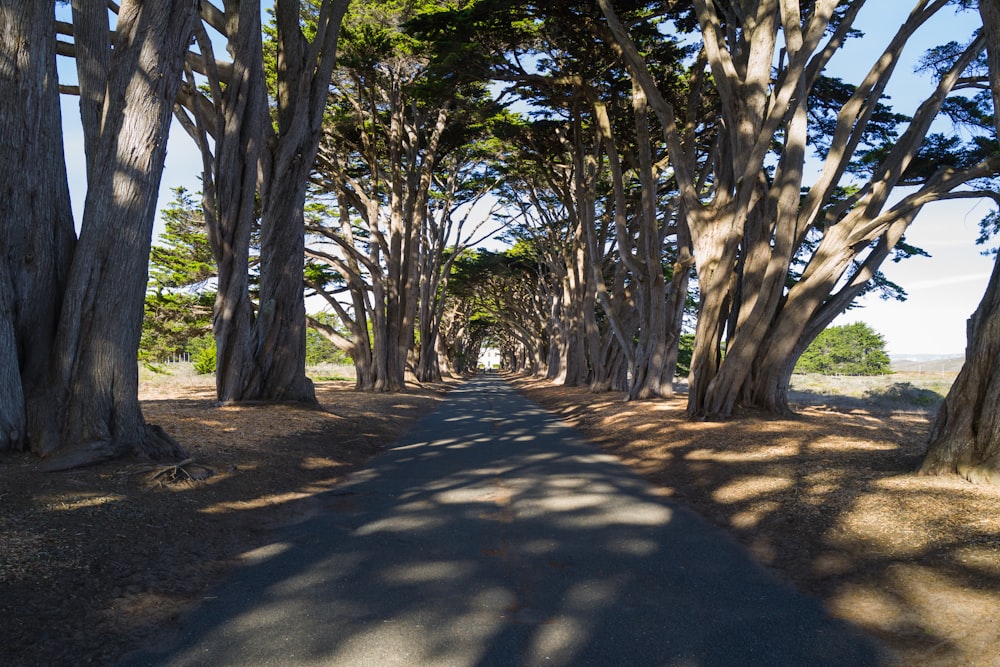 a street lined with trees on both sides of it