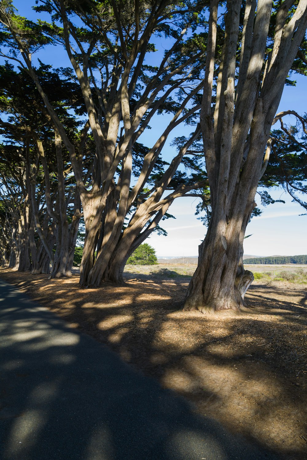 a tree lined road in the middle of a field