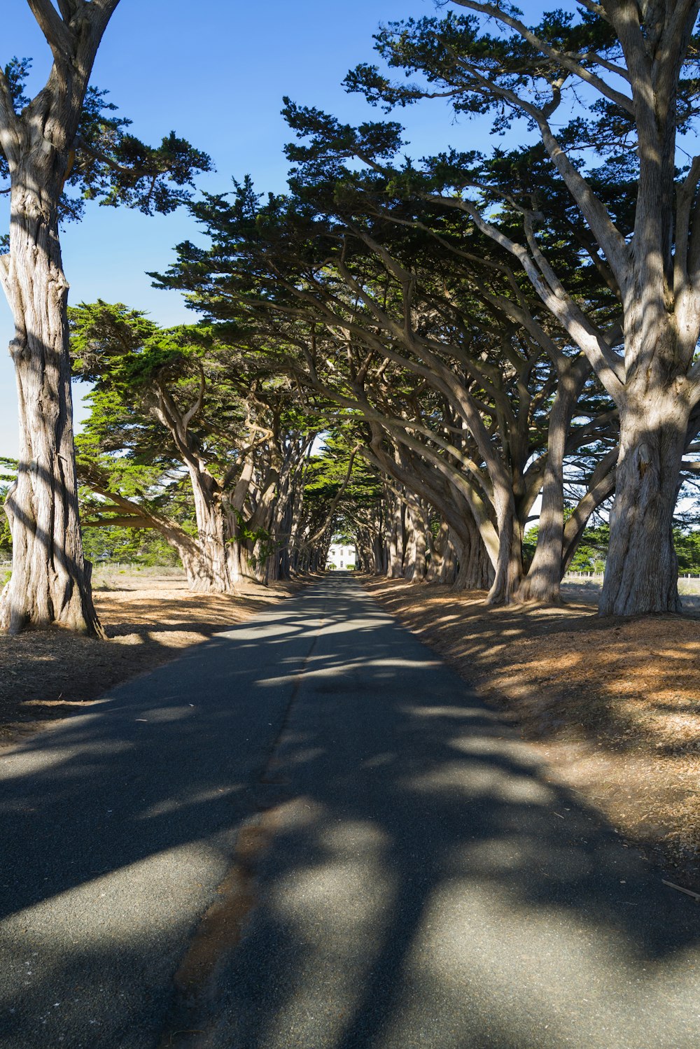 a street lined with trees on both sides of it