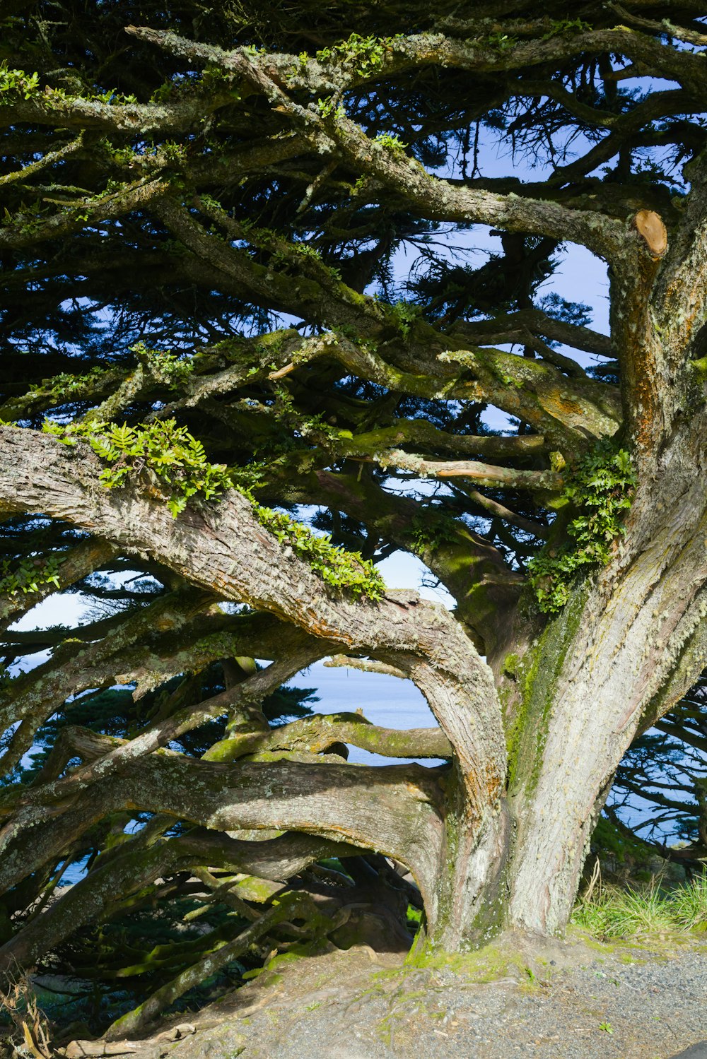 a large tree that is next to a road