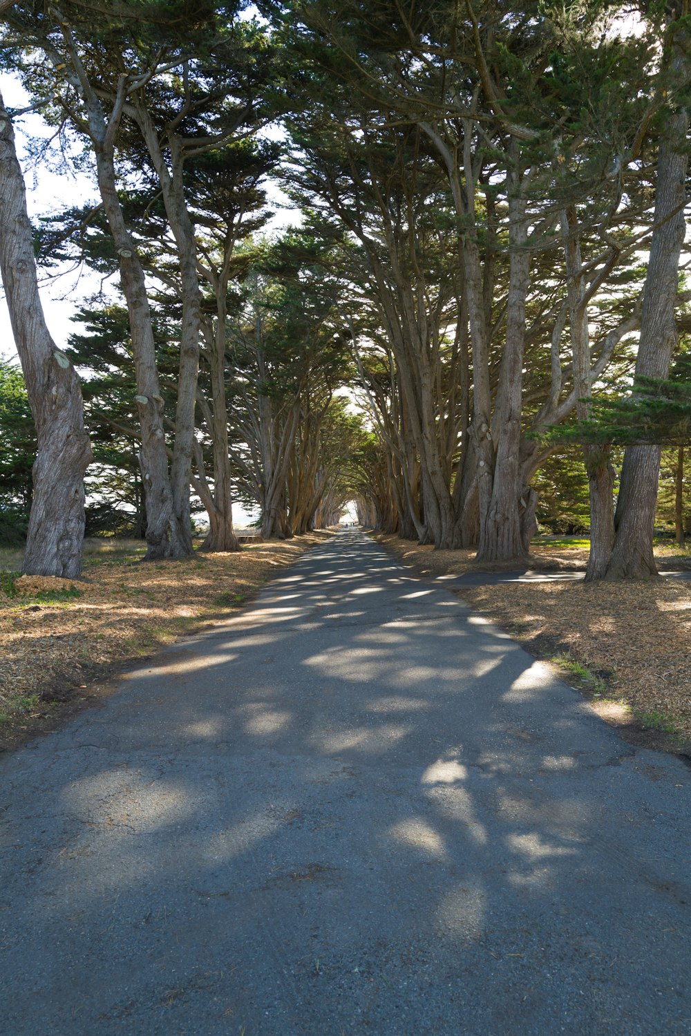 a paved road with trees on both sides