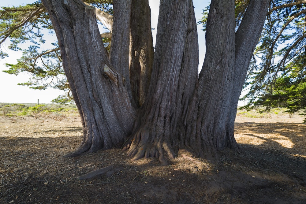 a couple of trees that are standing in the dirt