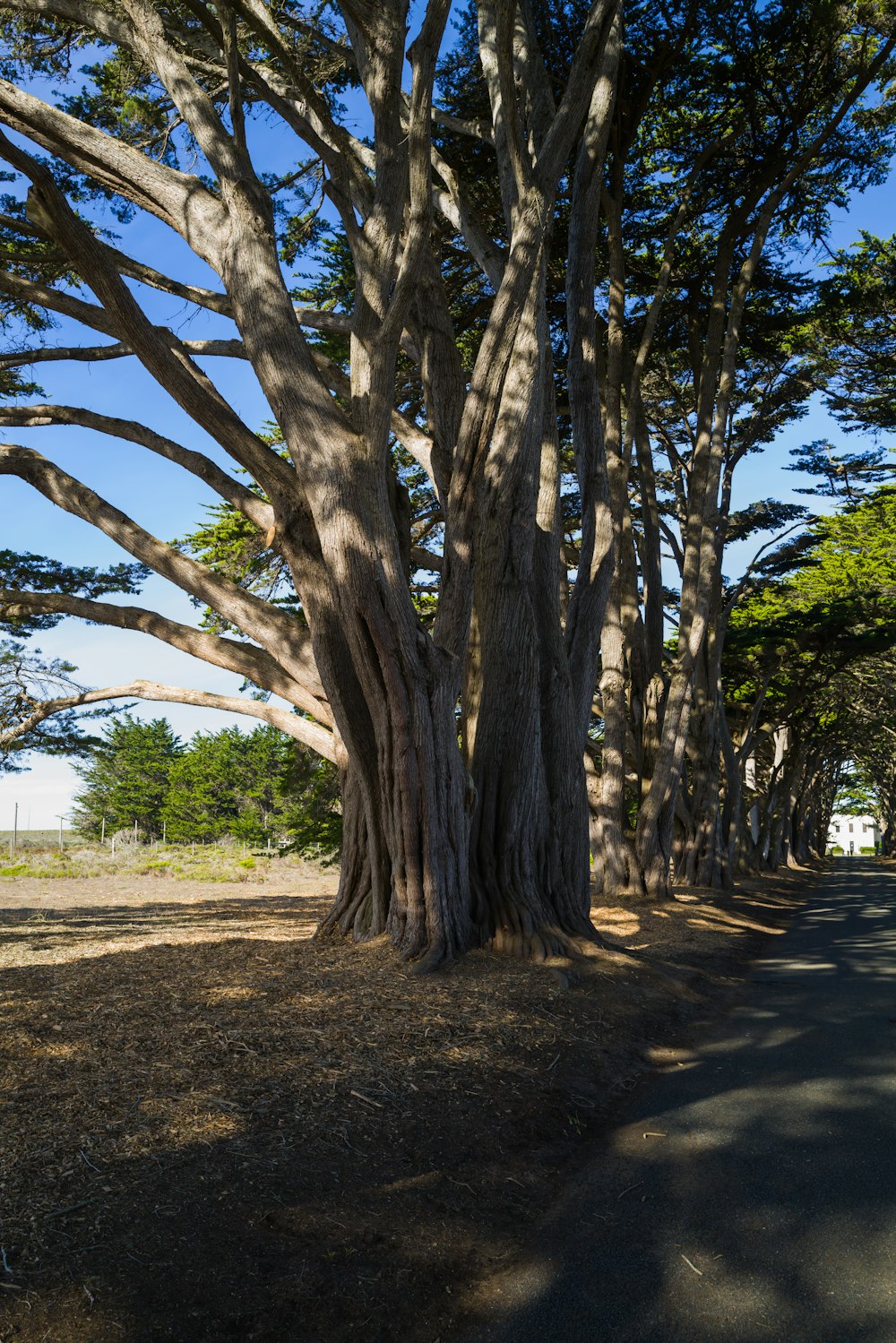 a street lined with tall trees on a sunny day