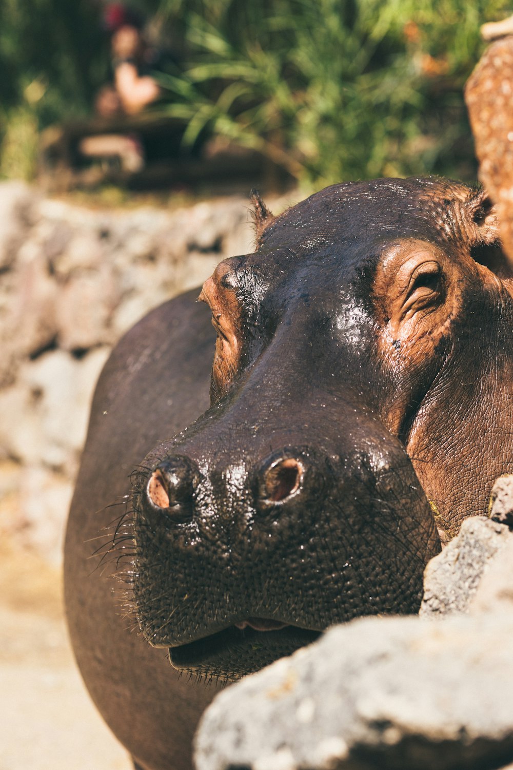 a close up of a hippopotamus resting on a rock