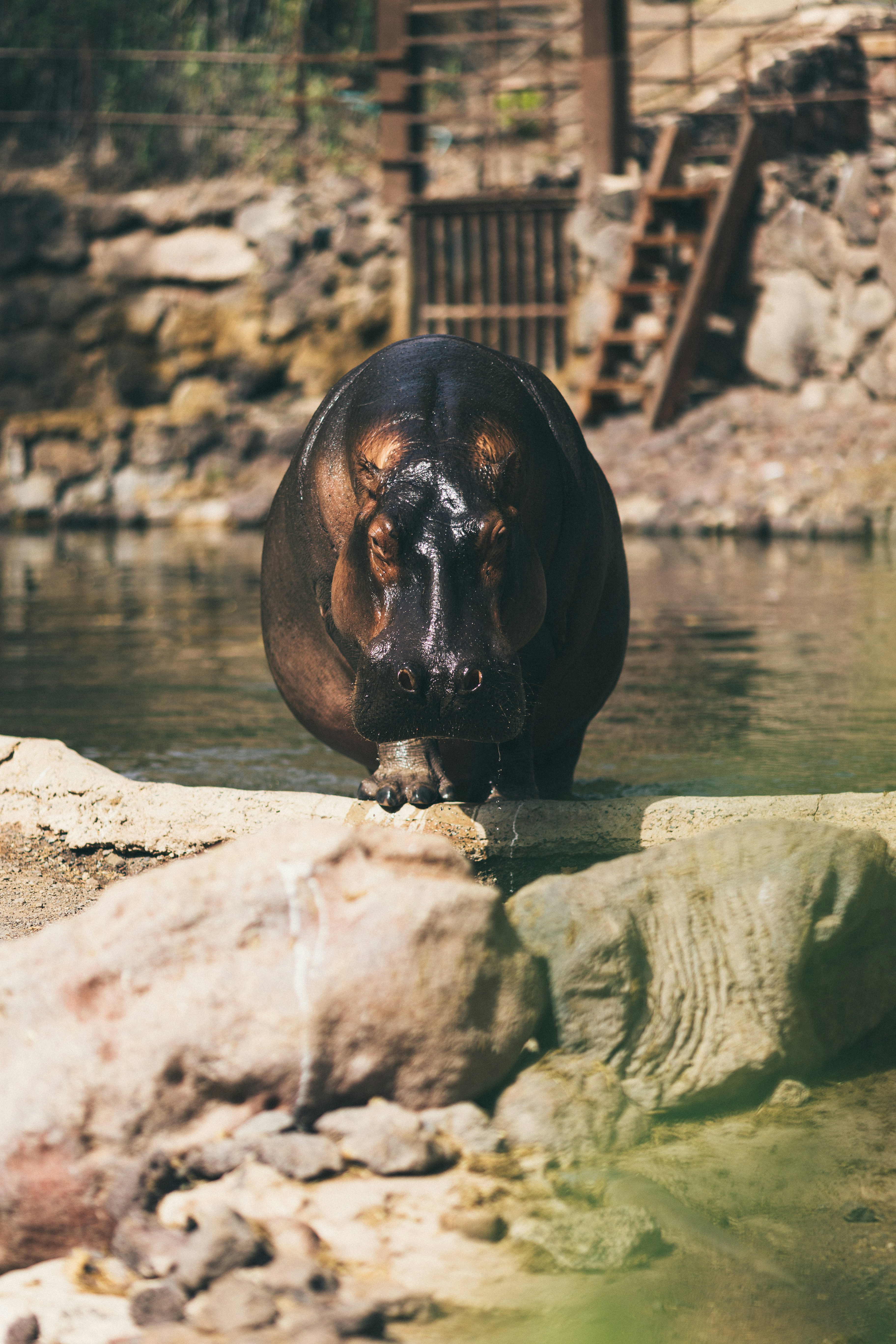 Un ippopotamo in piedi in una pozza d'acqua