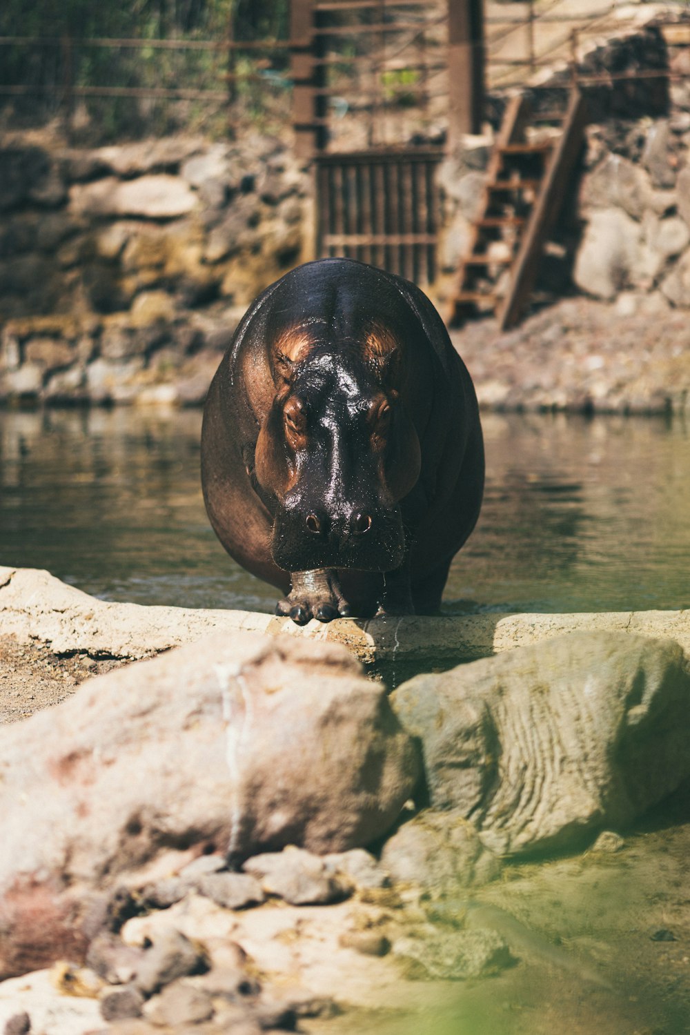 un hippopotame debout dans un bassin d’eau