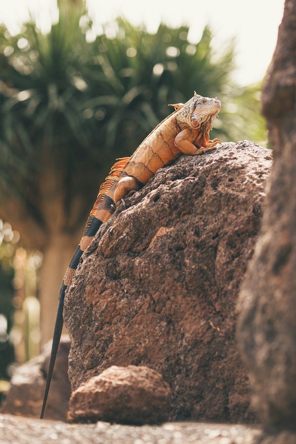 a large lizard sitting on top of a rock