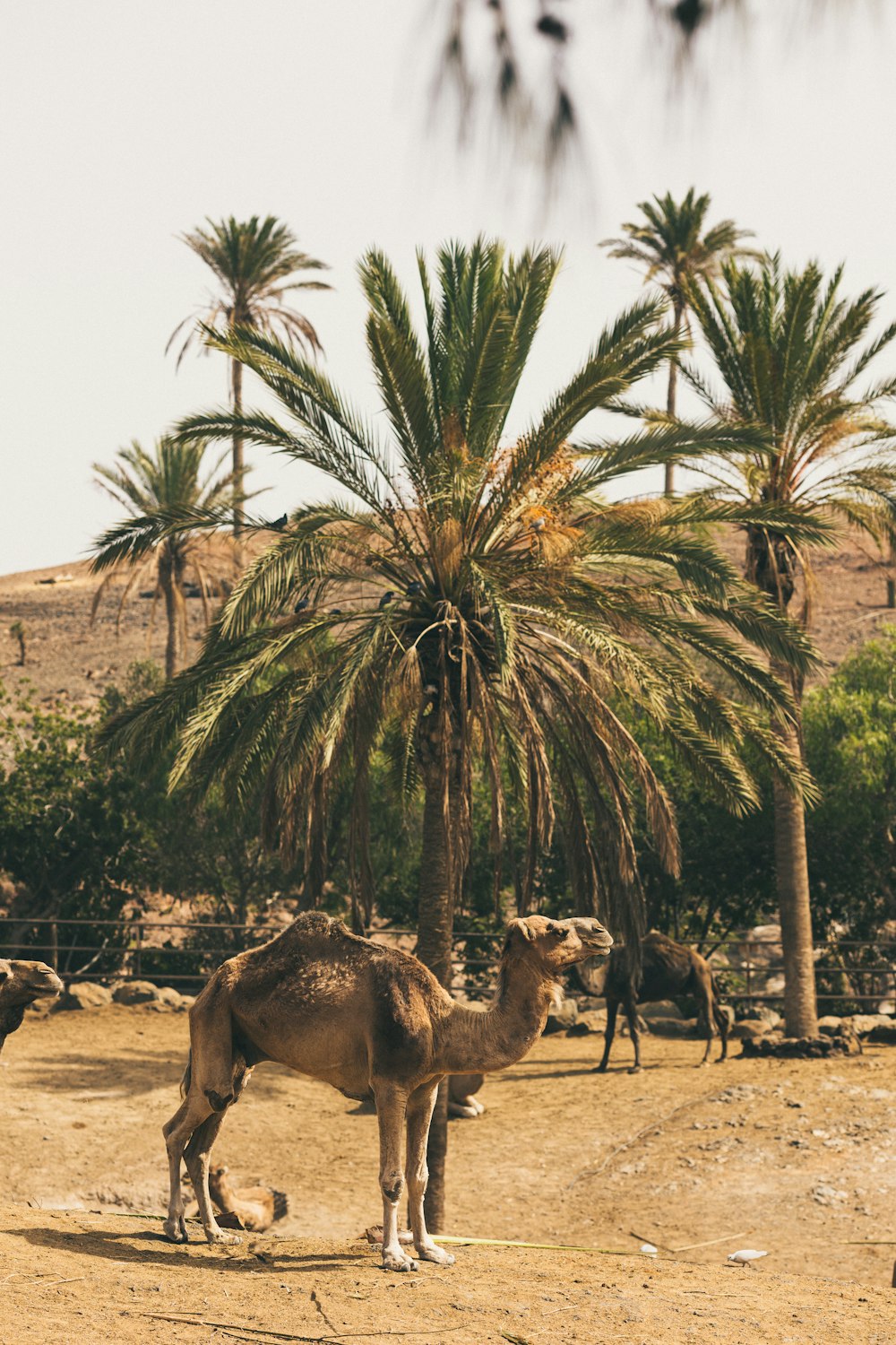 a couple of camels that are standing in the dirt