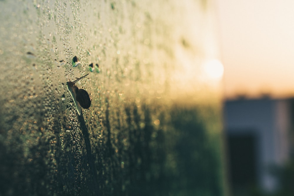 a close up of a window with drops of water on it