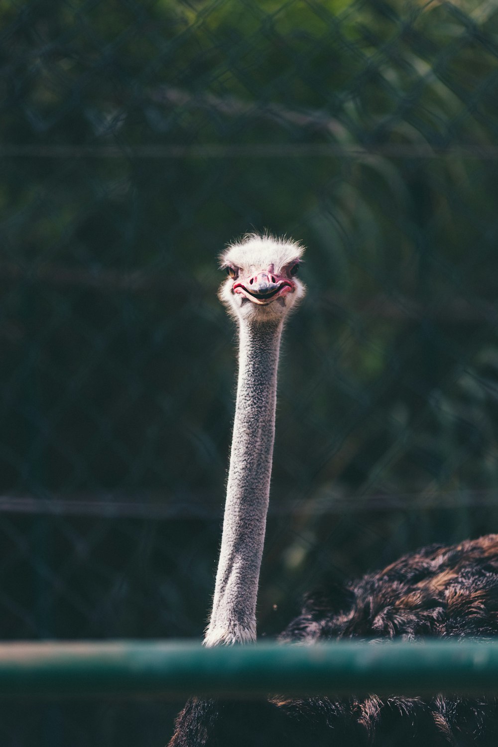 an ostrich is standing behind a chain link fence