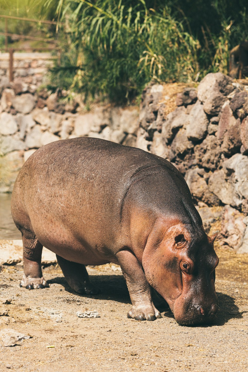 a hippopotamus standing on a dirt ground next to a body of water