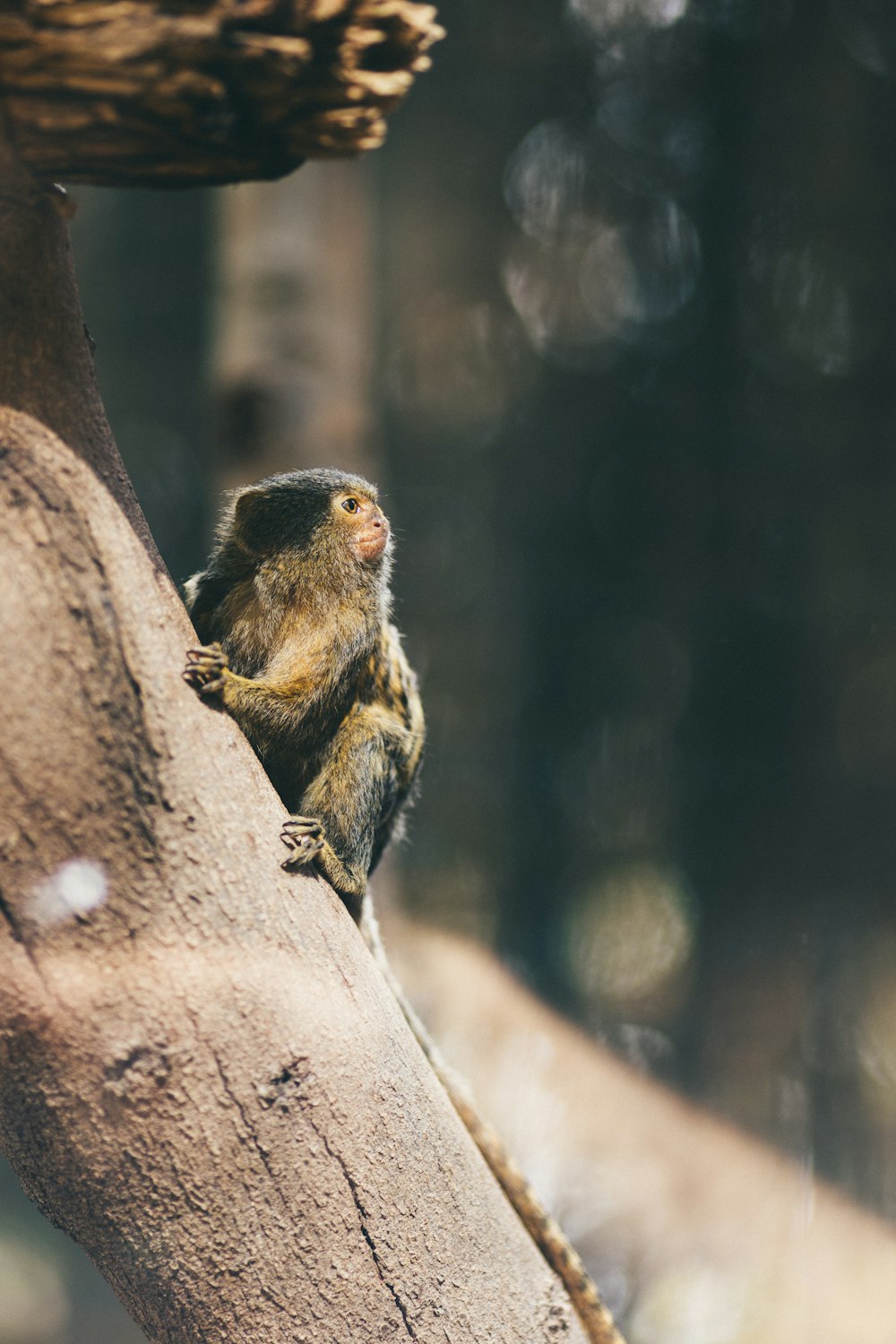 a small animal sitting on top of a tree branch