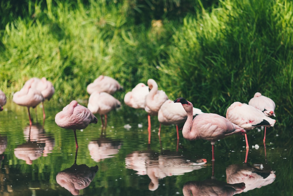 a group of flamingos standing in the water