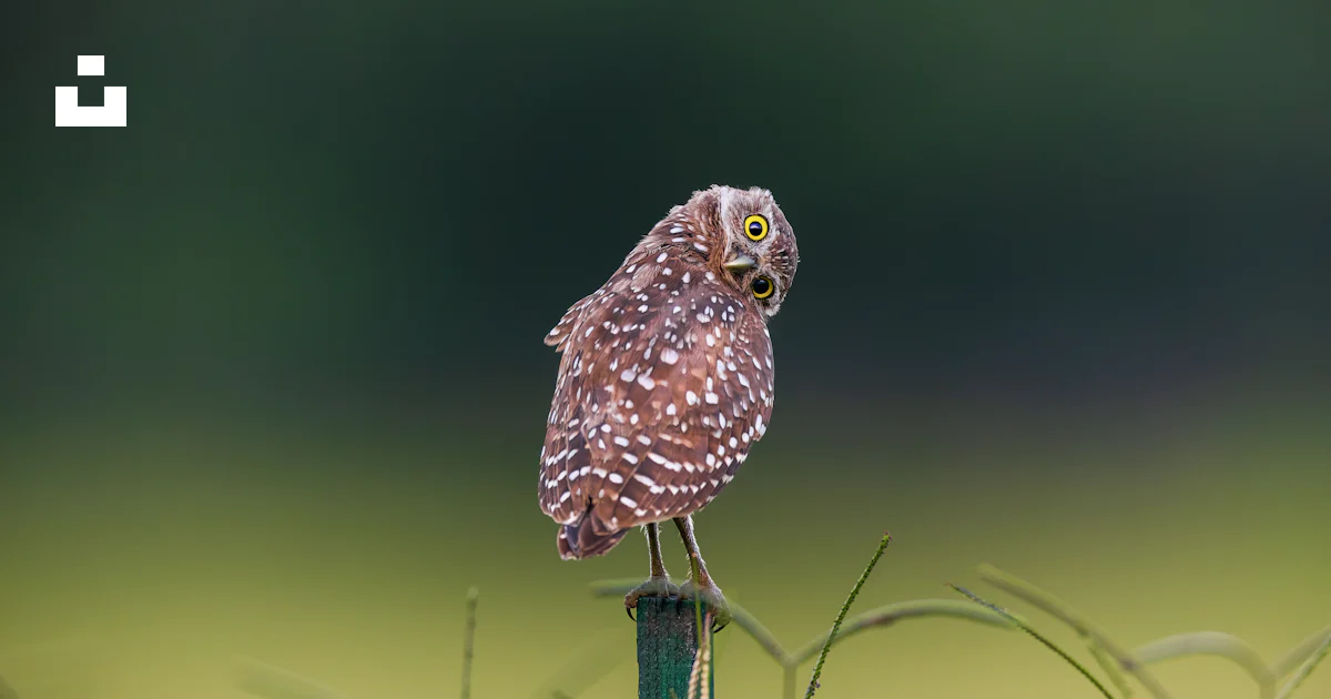 Foto Un pequeño búho sentado encima de un poste verde – Imagen Búho ...