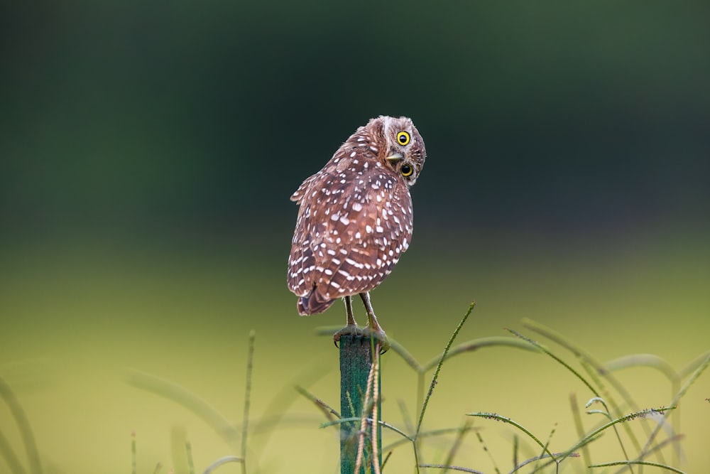 a small owl sitting on top of a green pole